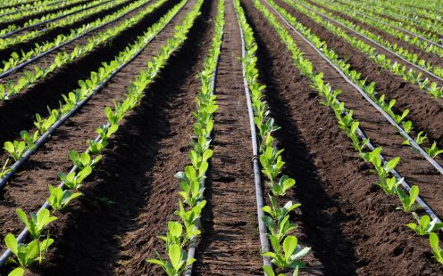 Drip irrigation lines between crop rows