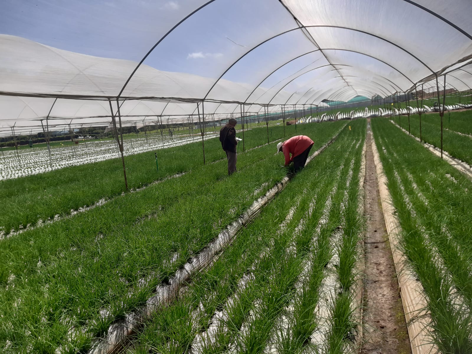 Nursery rows beneath a greenhouse structure