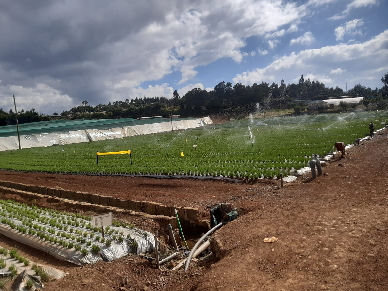 Sprinkler irrigation across planted nursery rows