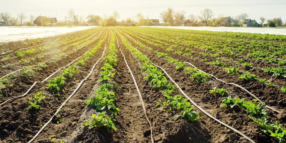 Services Drip Irrigation